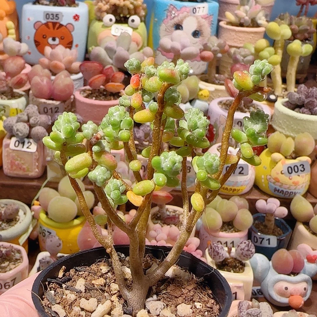 T幸运树盆口3.5cm