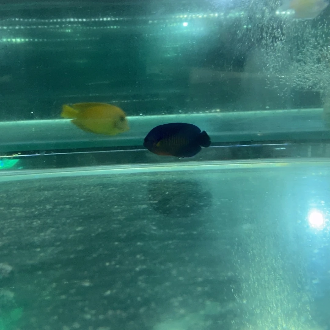 海水鱼活动精选蓝闪电