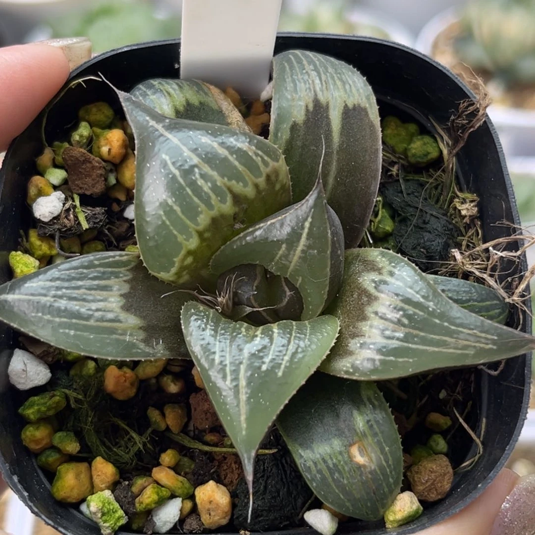 三***604pinky十二卷多肉