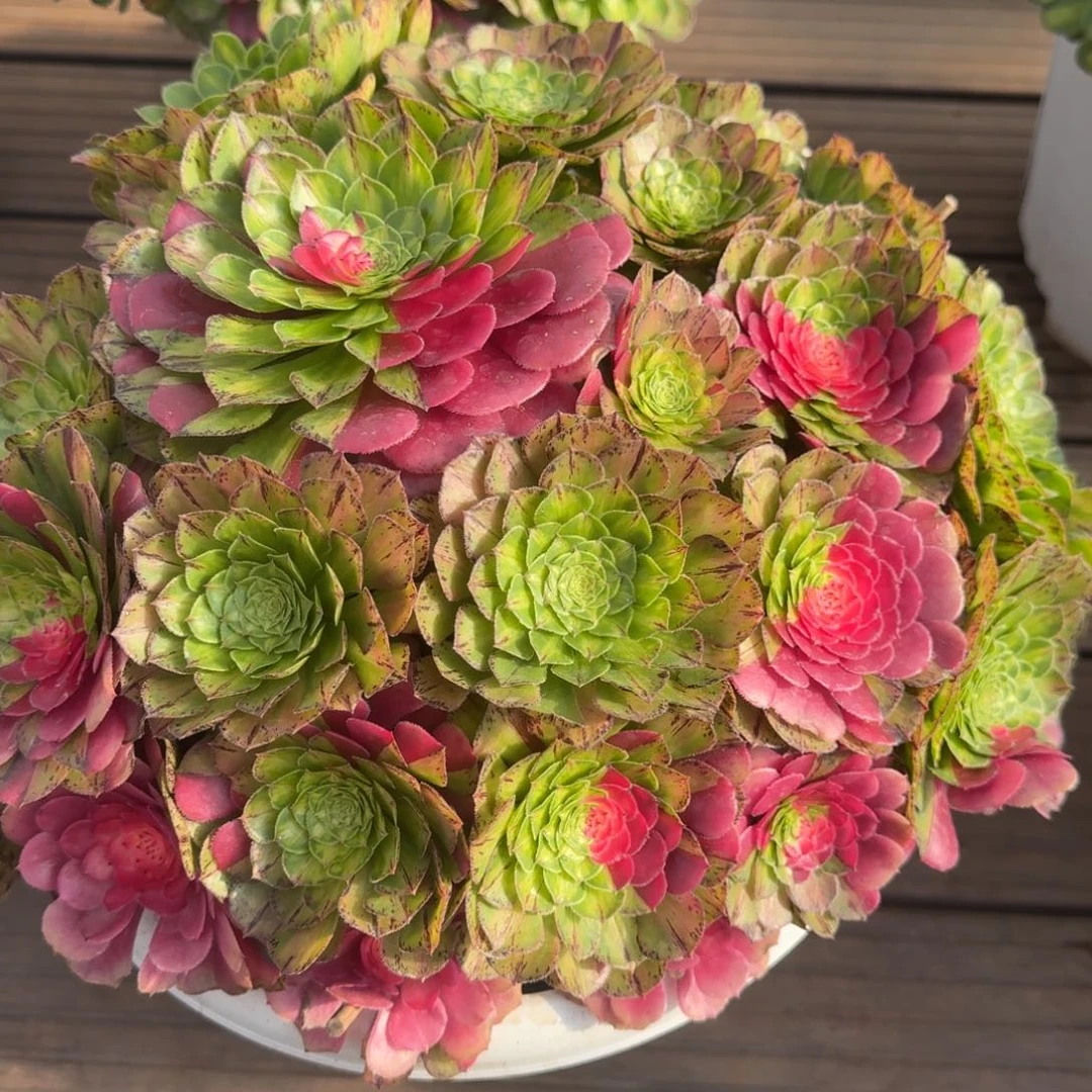 d***g无花朵fdndndjjdfhhfdndndbd