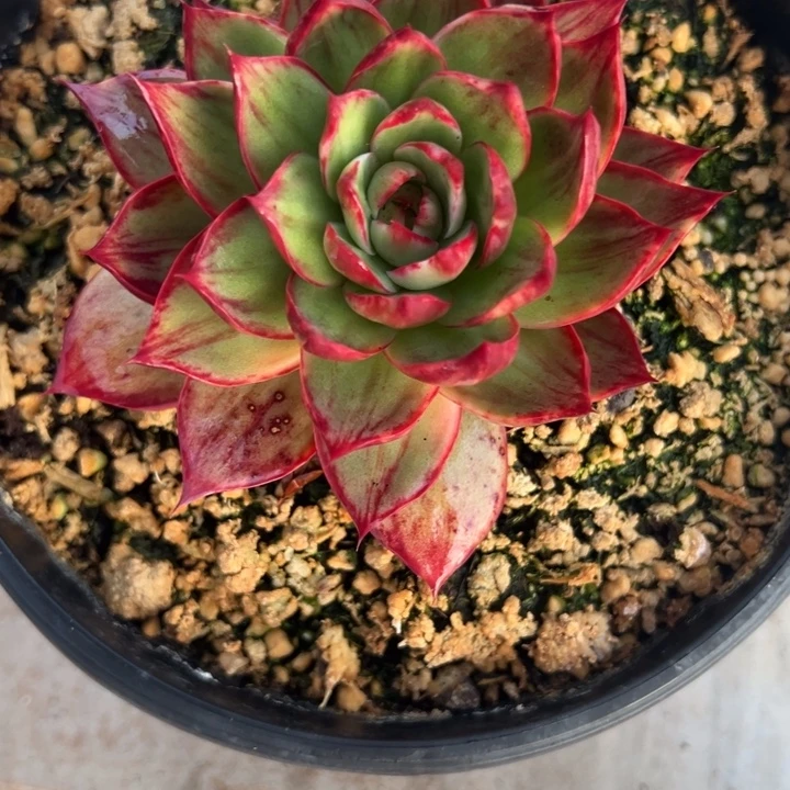 Z***y多肉植物zy姐发货1111