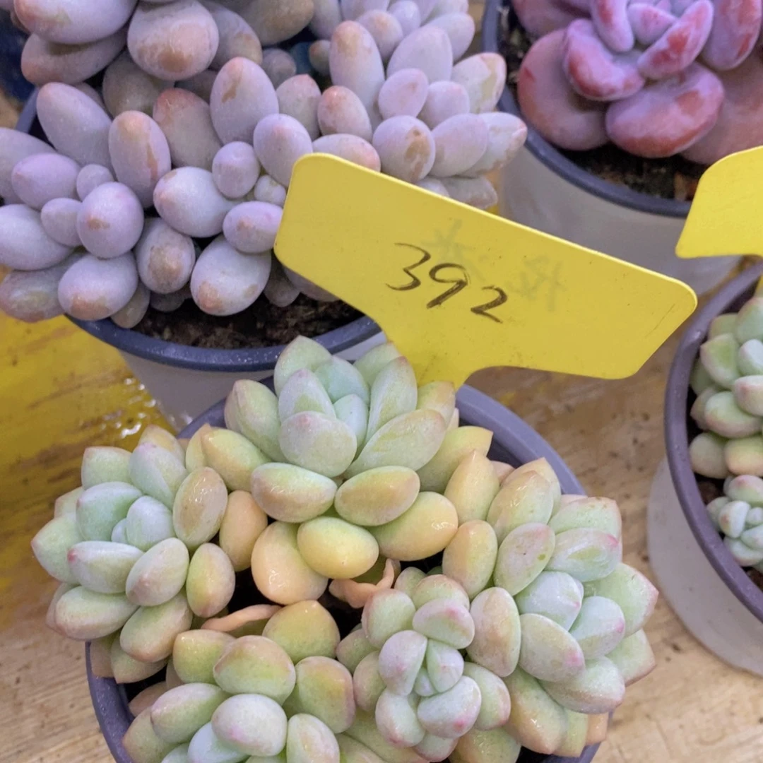 双十一晚间场，11.10