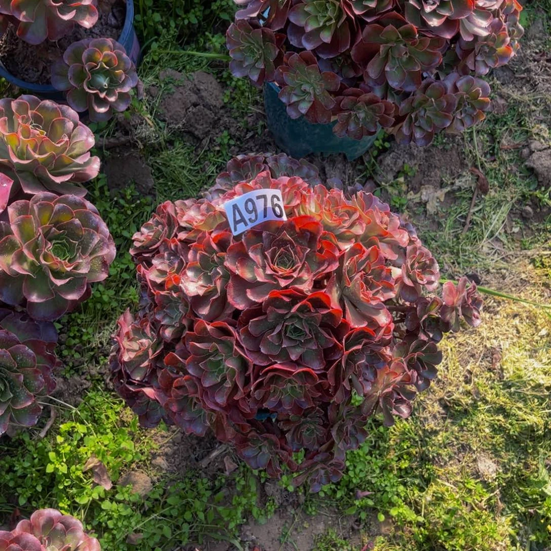 魅金玫瑰法师3/17