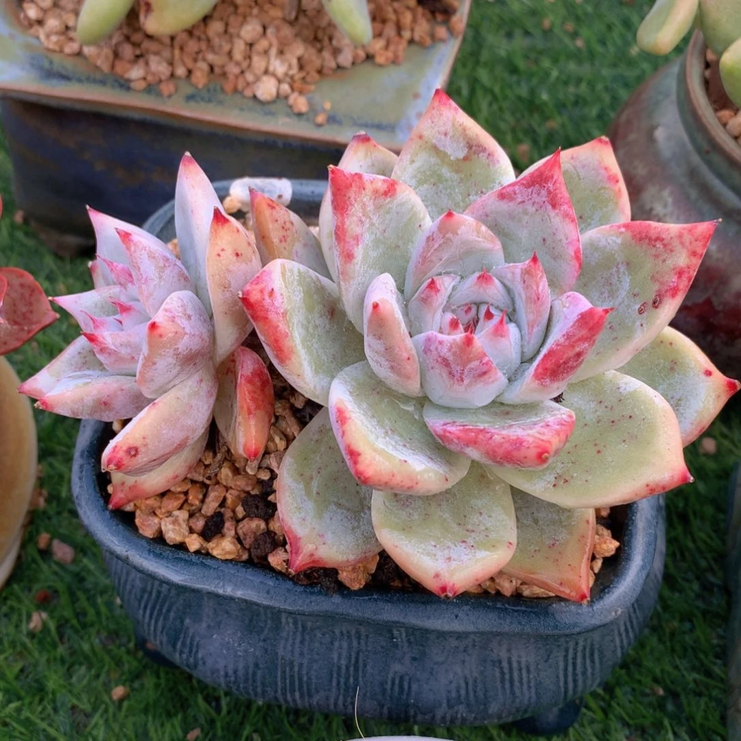 白罗宾13 公分一物一拍