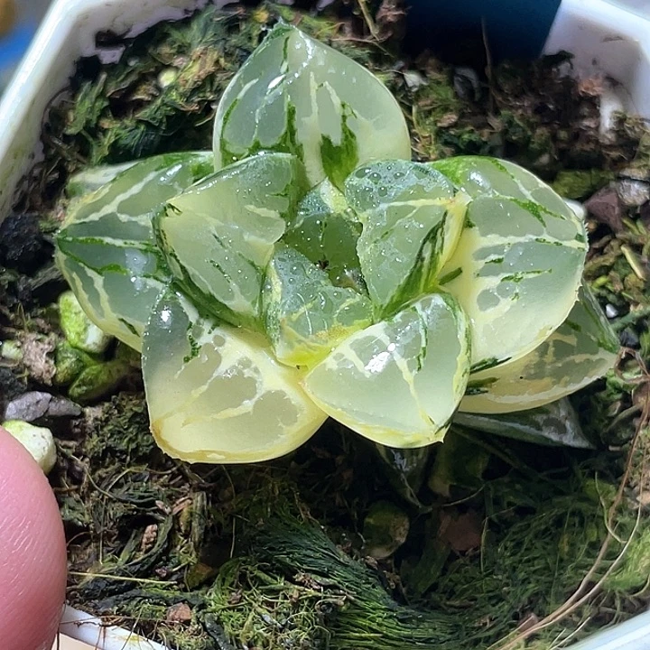 508莫迪卡锦特选福利