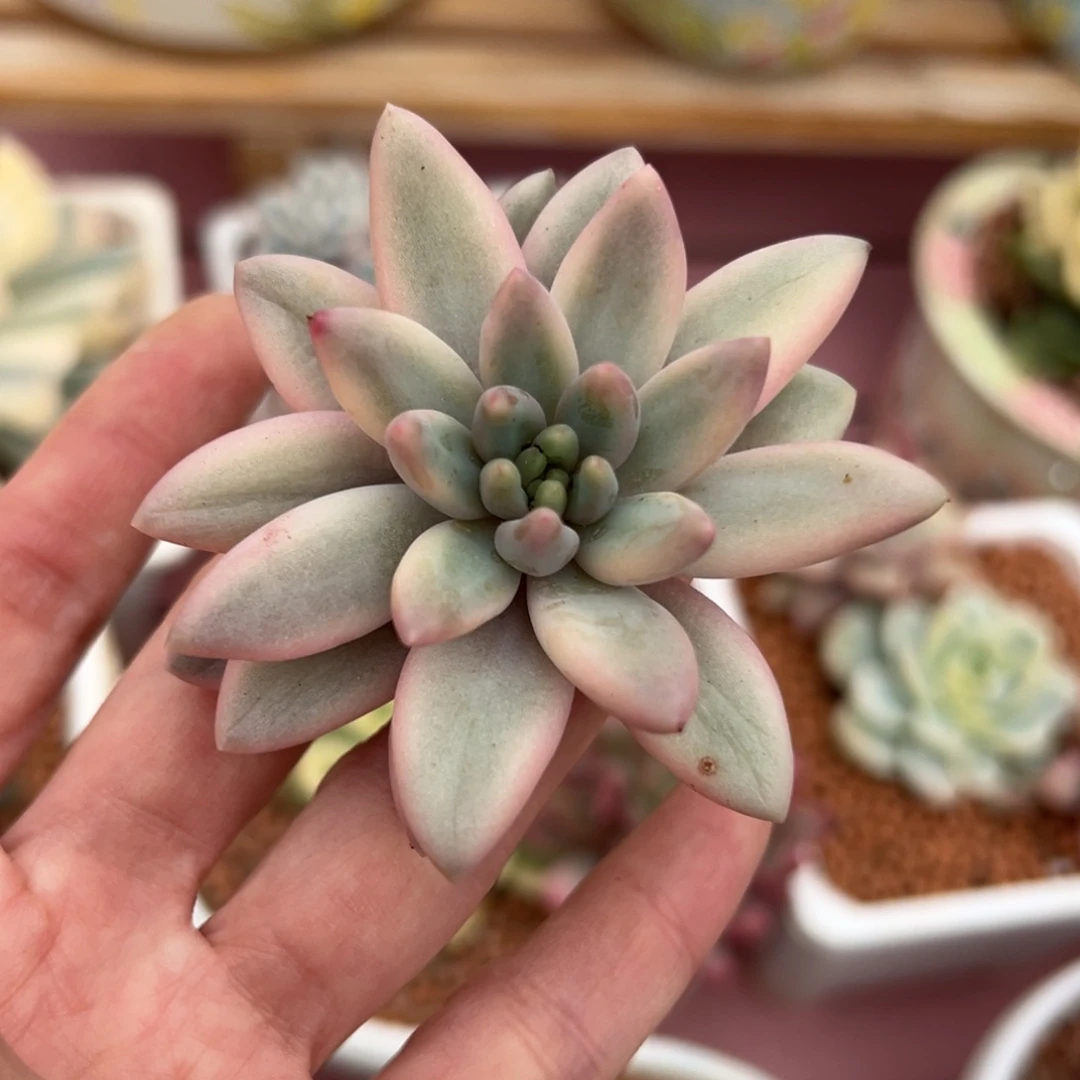 蜜桃啵啵锦，覆轮锦