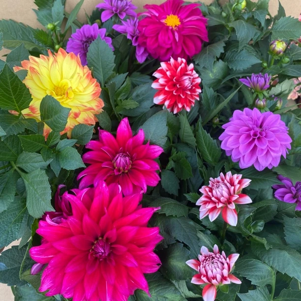 重瓣小丽花大花型菊花盆栽大丽花带花苞室内室外阳台庭院好养植物