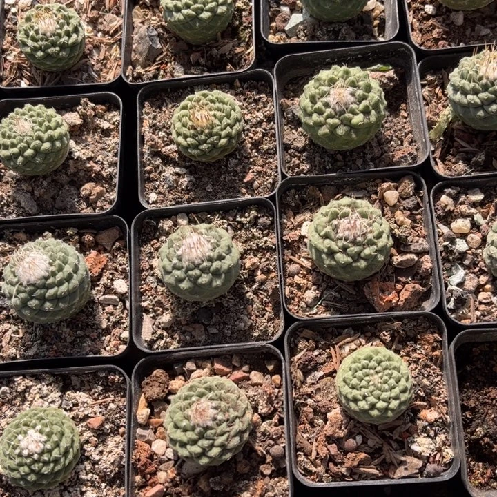 实生菊水好养皮实