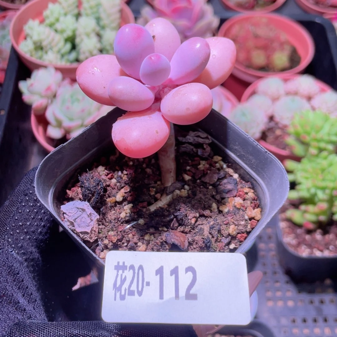 花利美20-112桃蛋