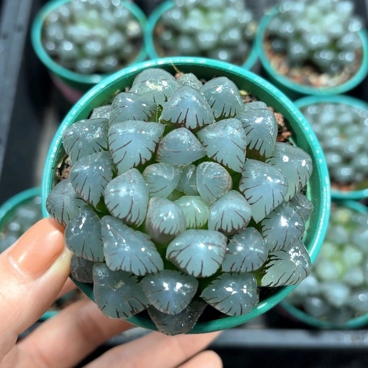 大窗潘氏冰灯玉露多肉植物