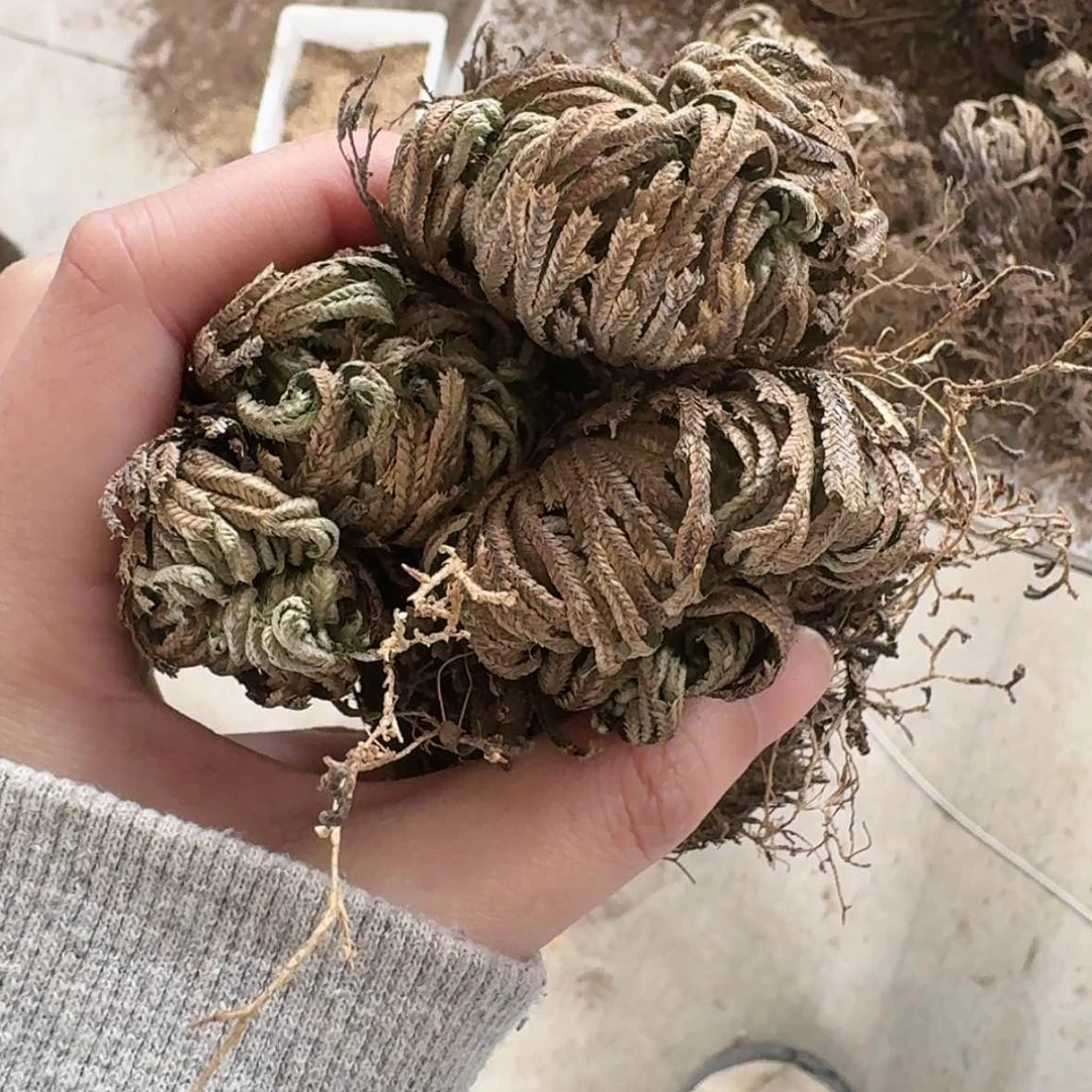 【闪购商品】三颗一组