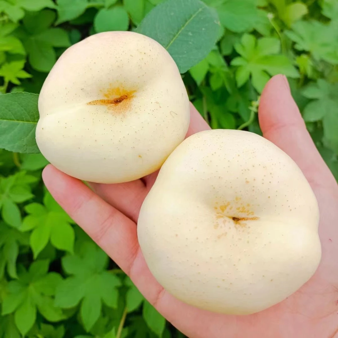 【奶油蟠桃+黄金芒果蟠桃双拼】山东蒙阴正宗蟠桃应季现摘