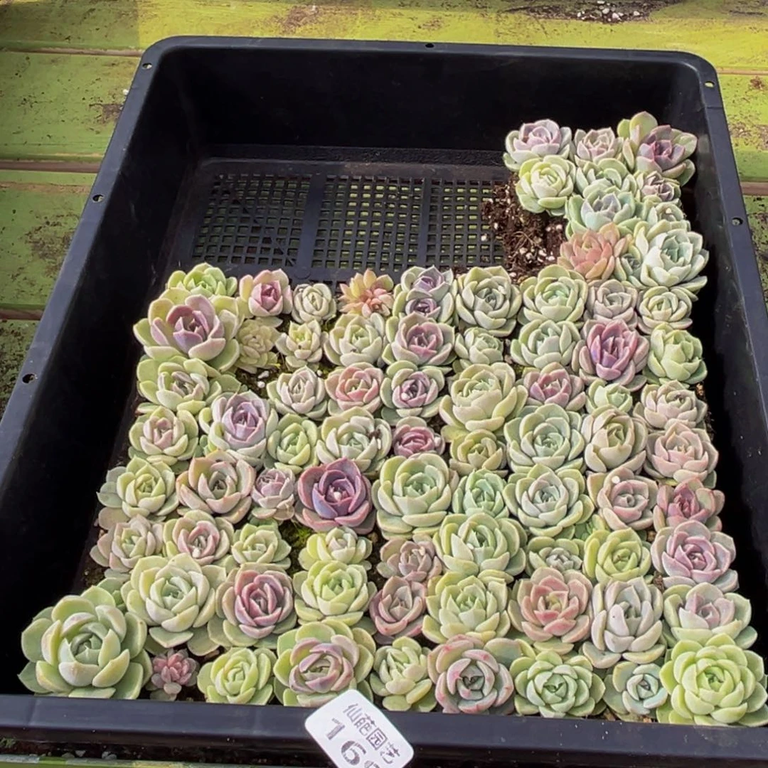 娇***爷169多肉葡萄的味道是