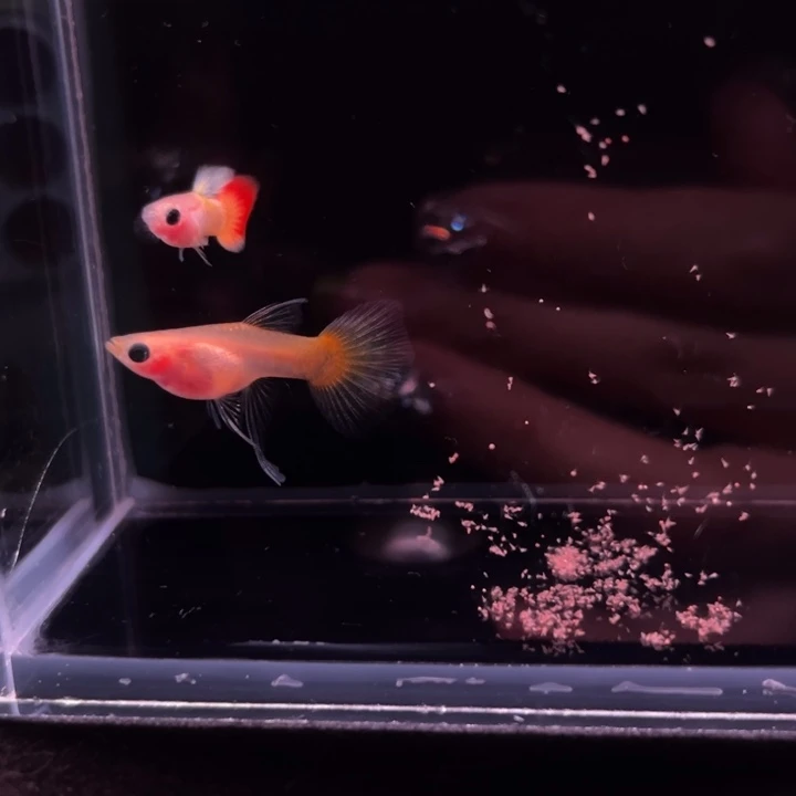孔雀鱼日落玻璃猫大C1对