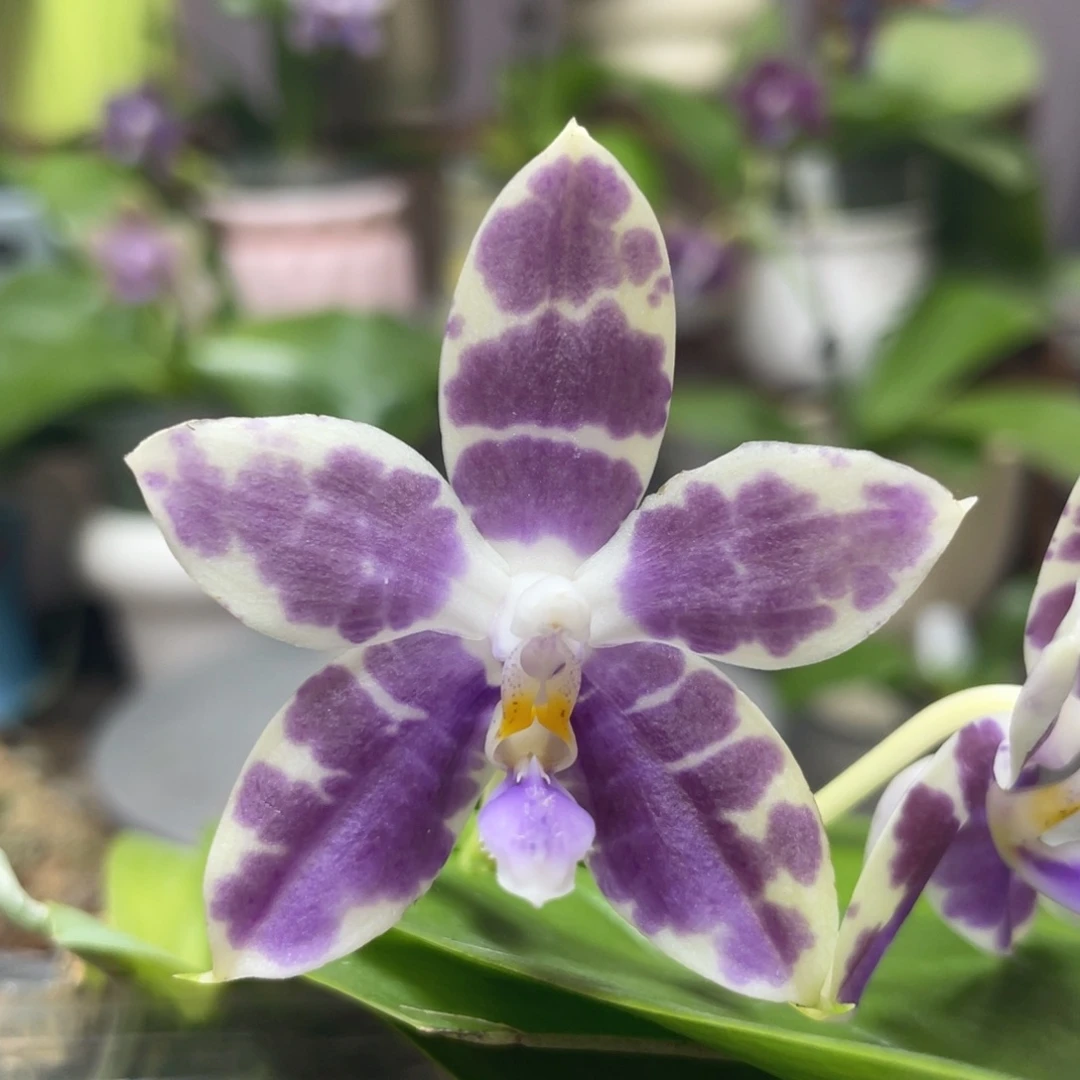 完全开放YW08，2.5杯开花株