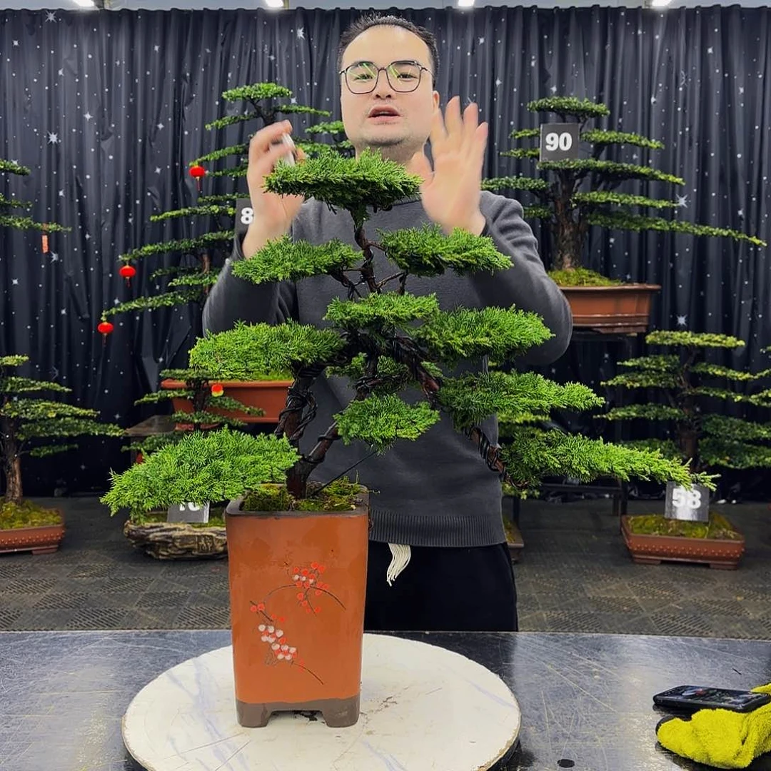 龙爪松高端造型盆景