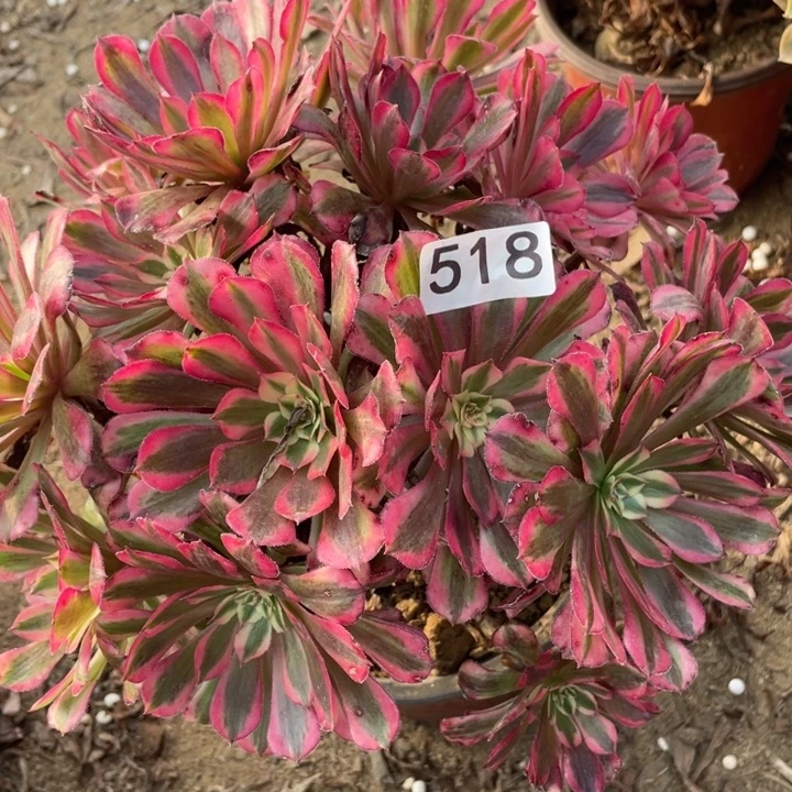 无花朵518多肉植物红铜白