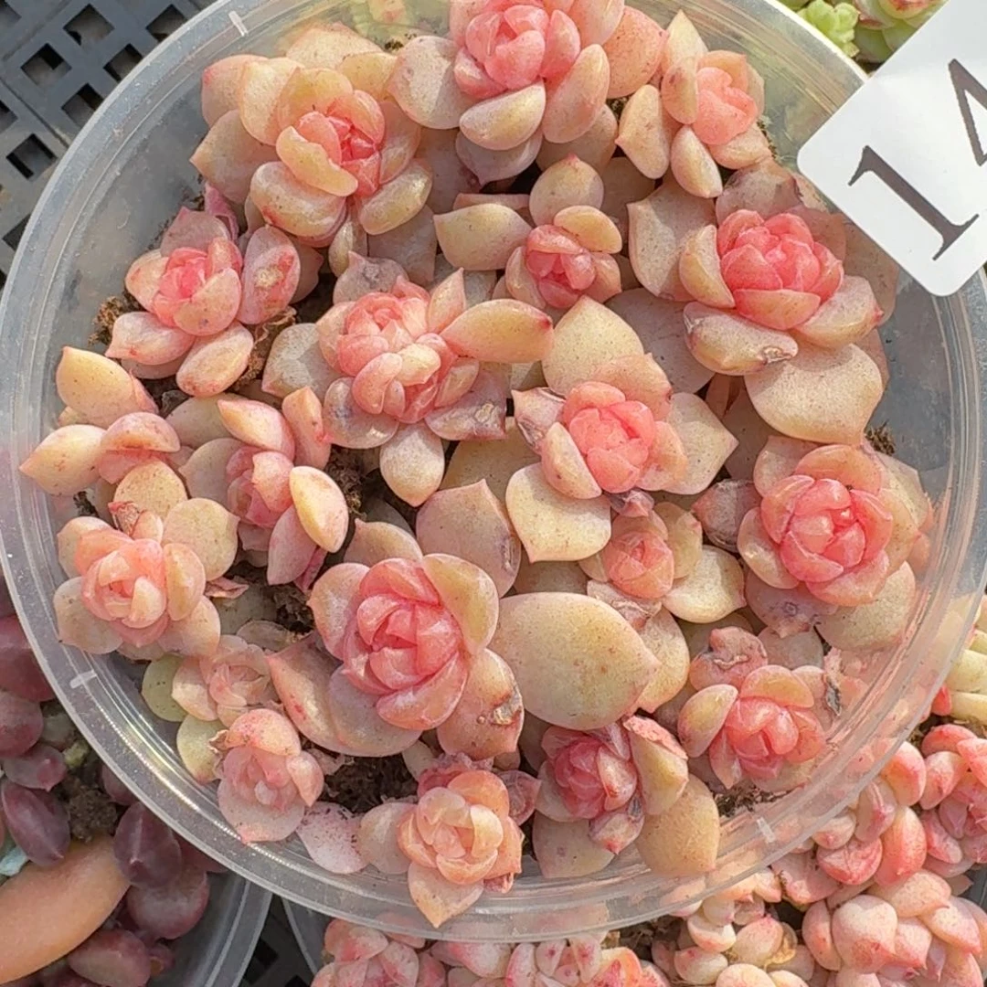 多肉植物多肉植物141