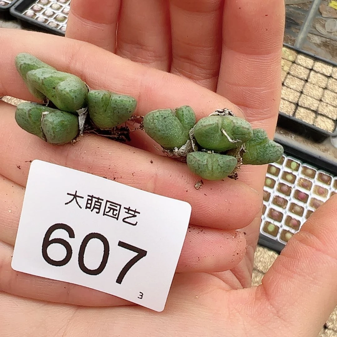 0000607量拍以下1颗