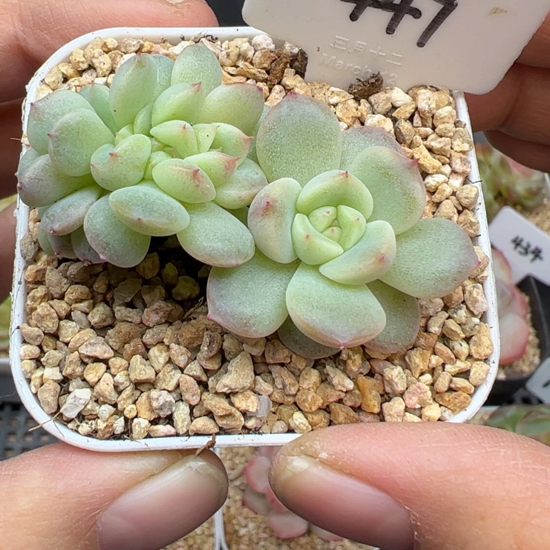 447号甜心缀有板子晗雨多肉
