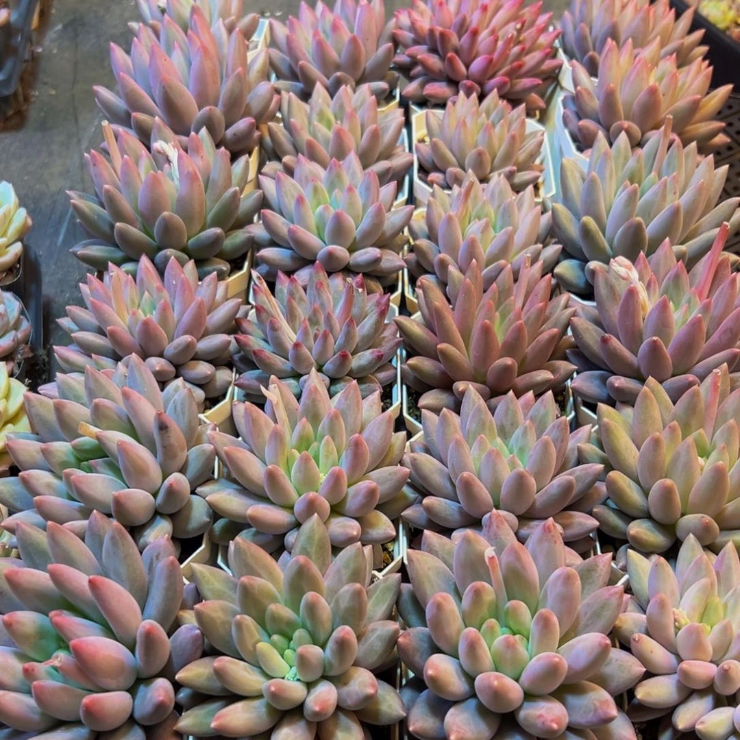 香***合513，多的地方出差发风风光光