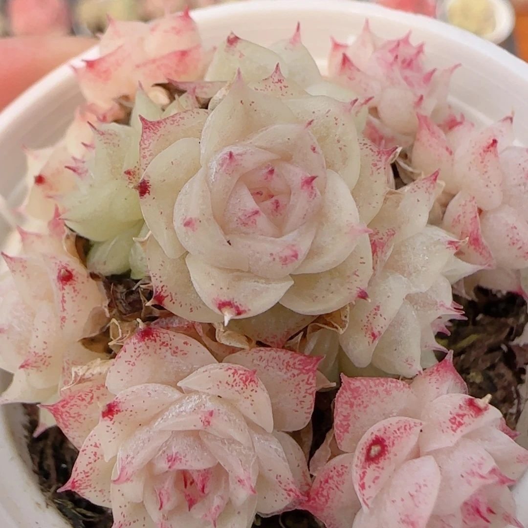 花语多肉1220-213白玉魔散