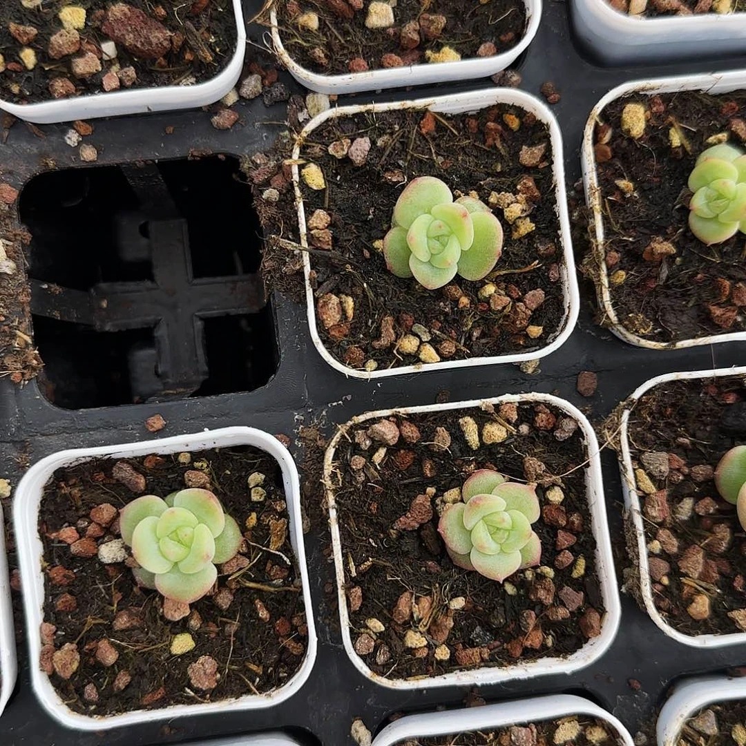 珍妮1号中苗盆外棚一个满25包邮