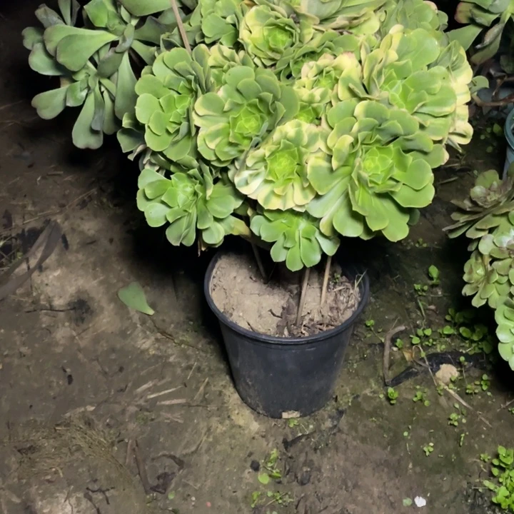 52五彩多肉多肉多肉植物