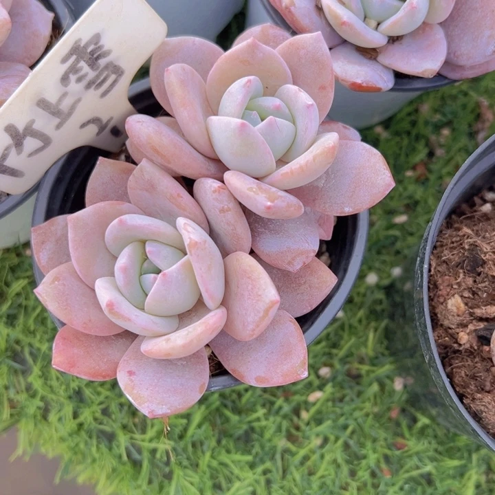 健健康康平平安安