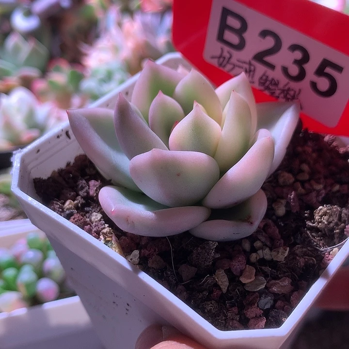 奶油鳄梨覆轮锦有根