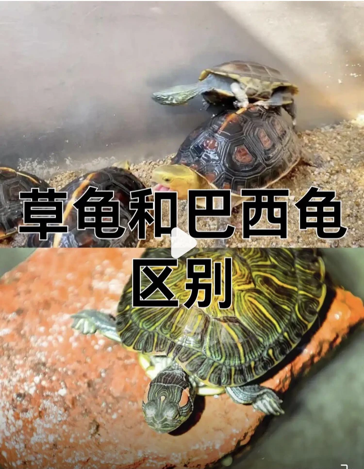 斑点龟活体宠物人工繁育观赏水龟易养包活