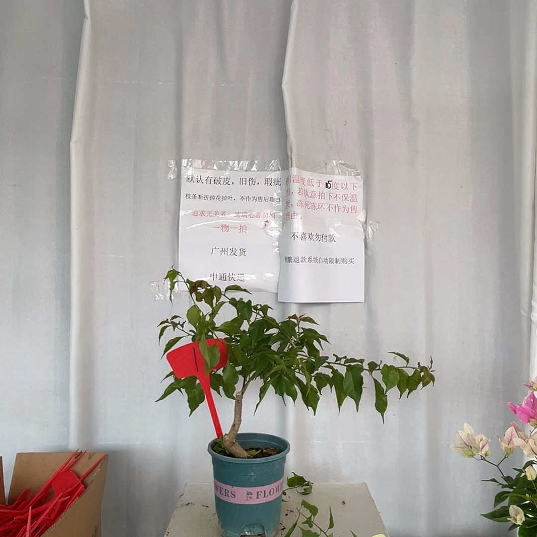 当前无花栽培后可以开花1热火桑巴小桩