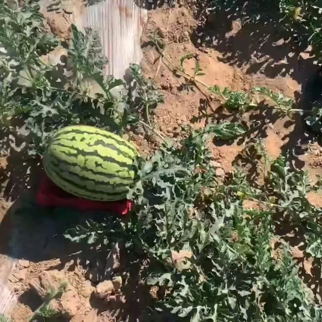 工厂直销六角瓜托特大号瓜托哈密瓜西瓜香瓜塑料种植垫托批发