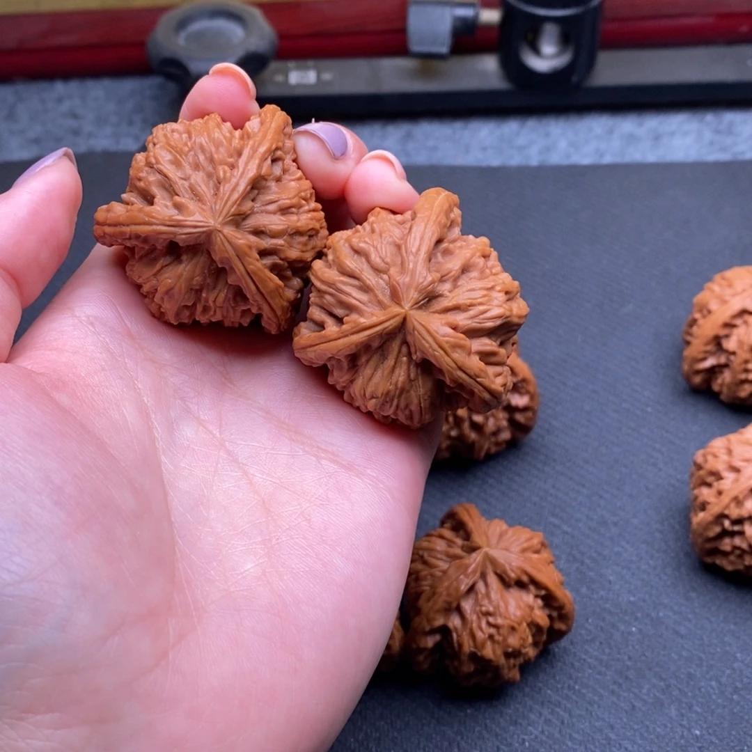 小*杨白狮子111111111111