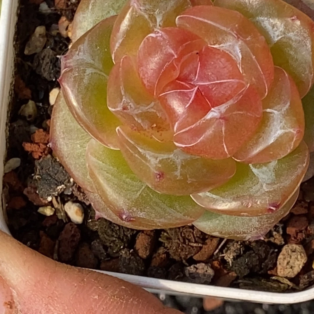 天官赐福百无禁忌