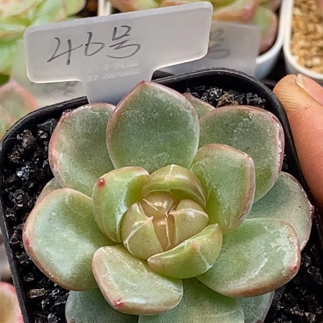 天官赐福百无禁忌