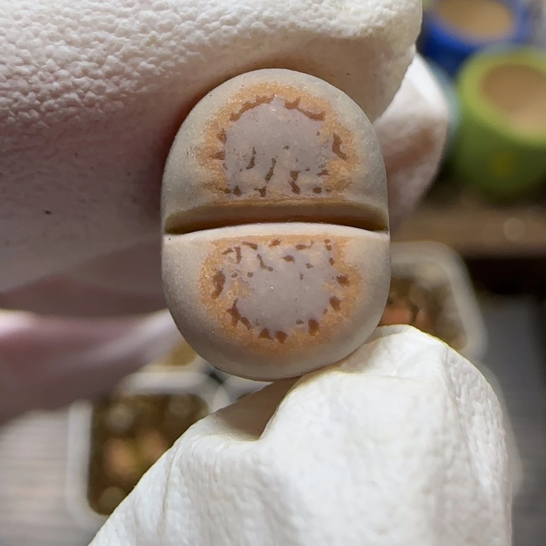 12.25.c216饼干.9050圣诞福利