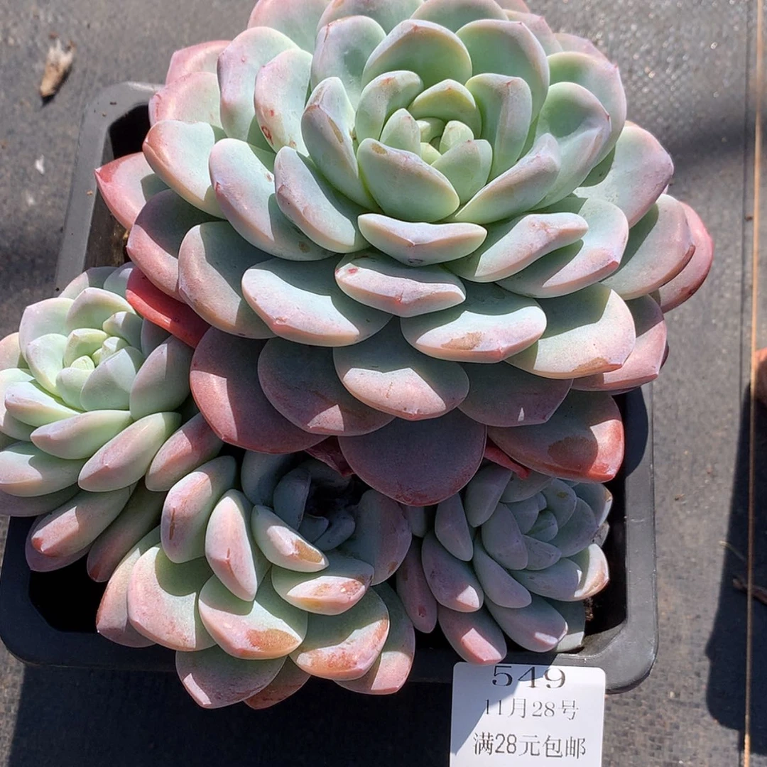 【闪购商品】云549号冰玉