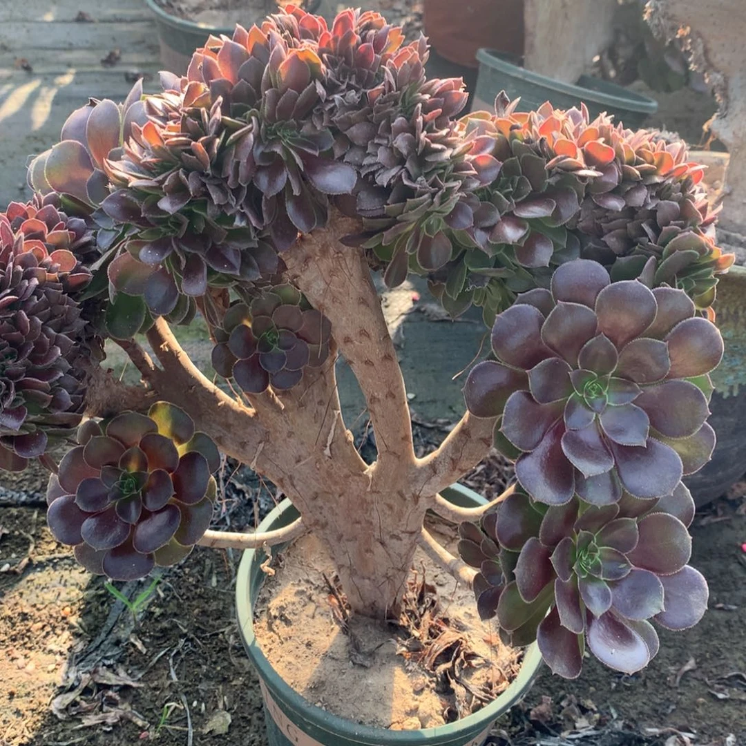 龙***。荷兰玫瑰荷兰玫瑰761