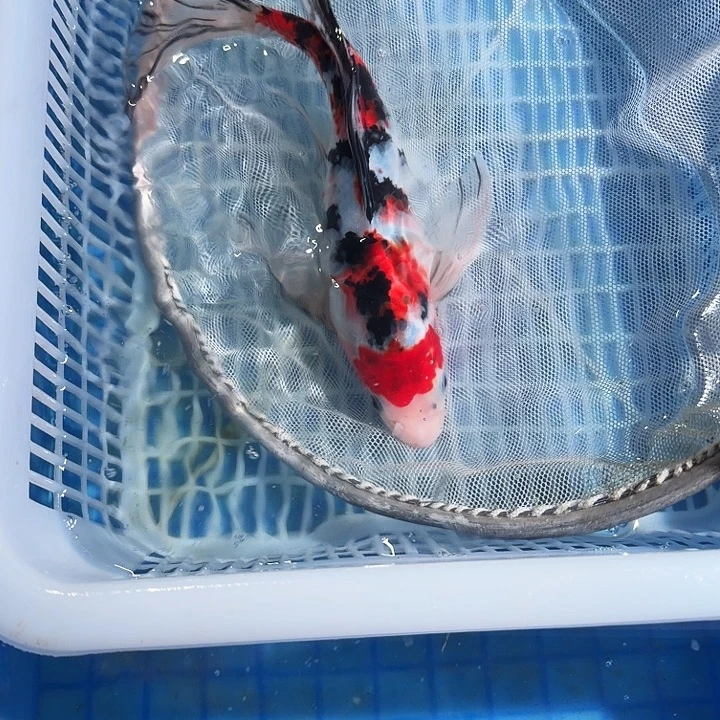 海水鱼锦鲤锦鲤锦鲤