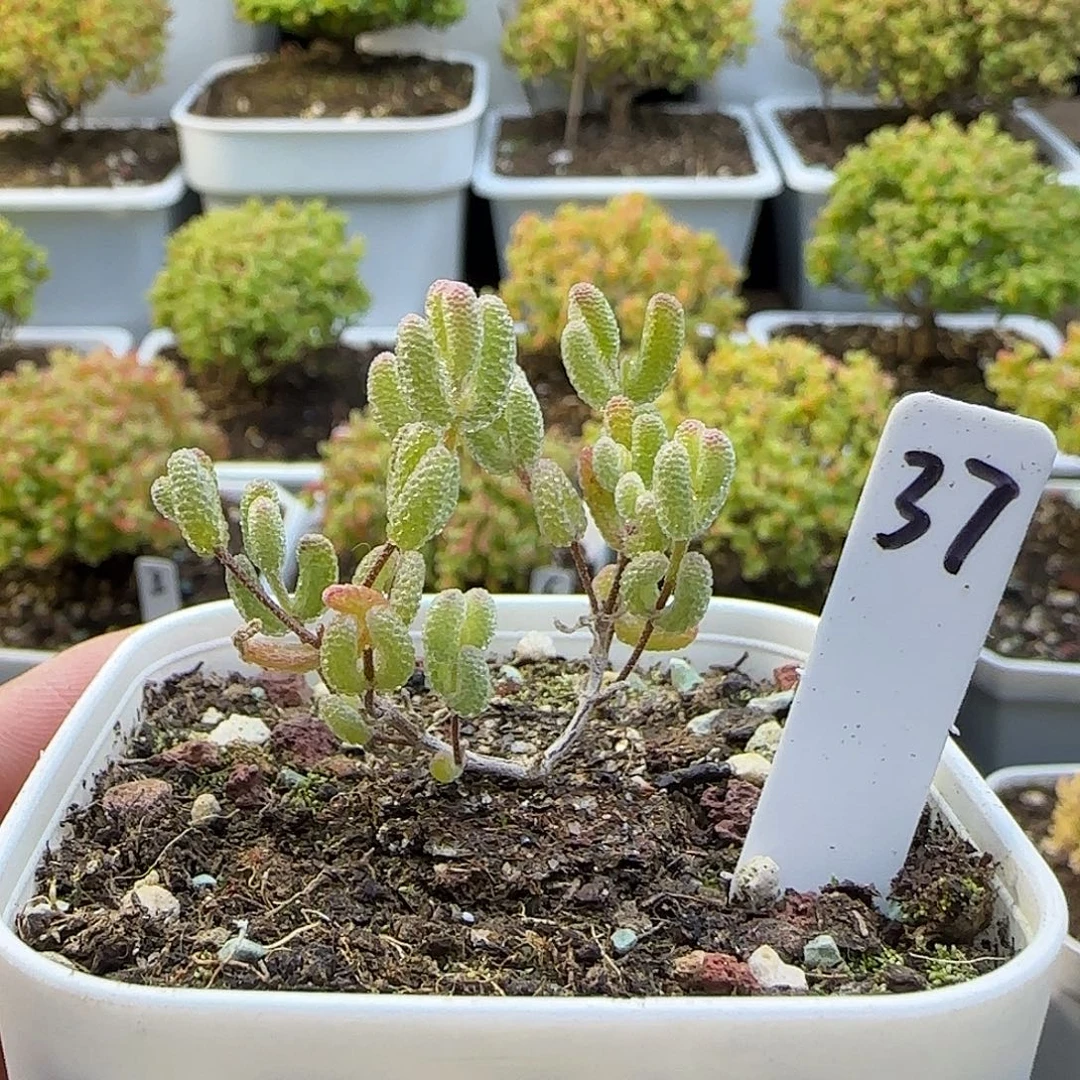 冰糖锦枝干番杏。。