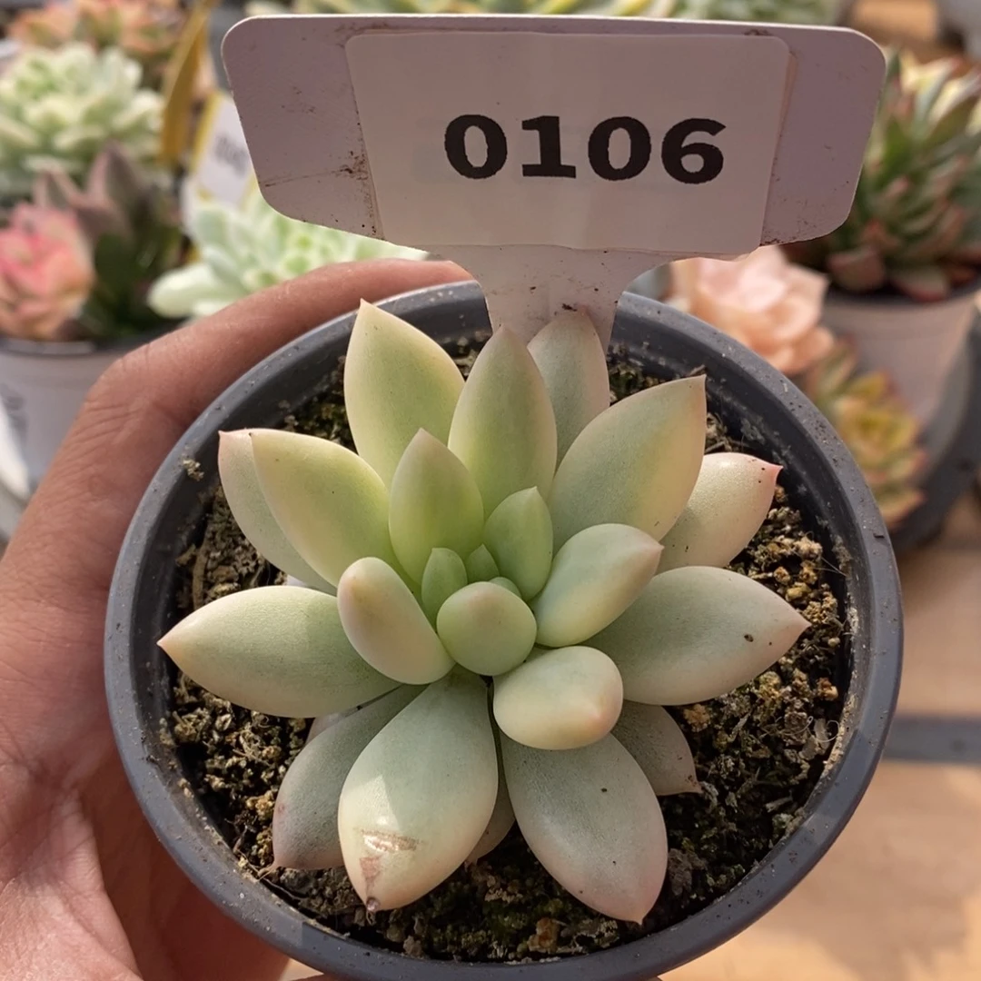 0106红蜻蜓哈哈哈哈