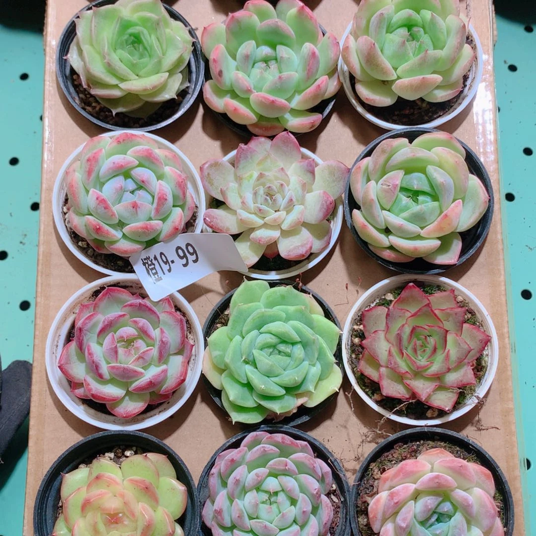 19-99一物一拍多肉带盆18颗