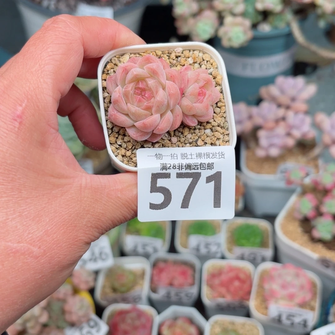 雯***琦橘子糖无盆土发货