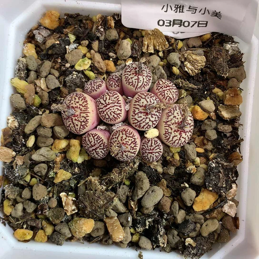 金***?E5）5））5金鱼墨多肉植物