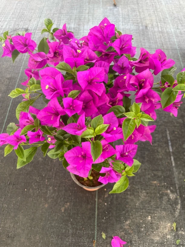 【四号店】开播福利云南紫（掉花掉叶换盆不售后，介意慎拍）