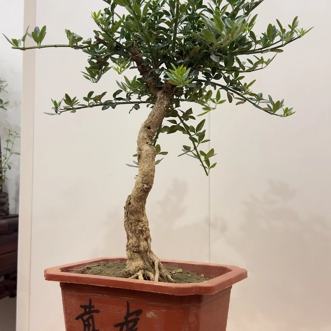 星***辰完全开放迎春花福利品下单不退不换