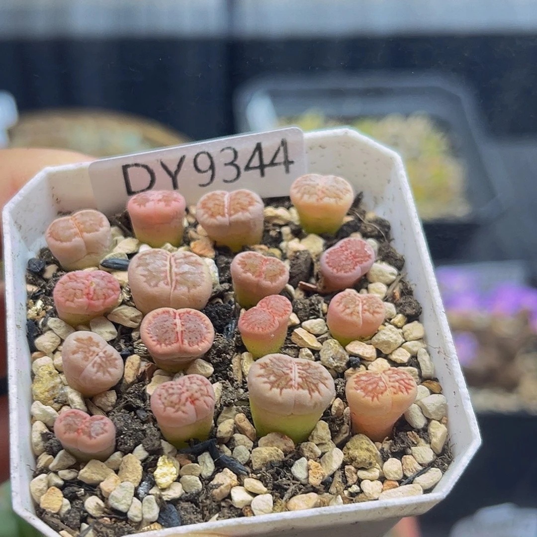 满18包邮红窗菊锦9344