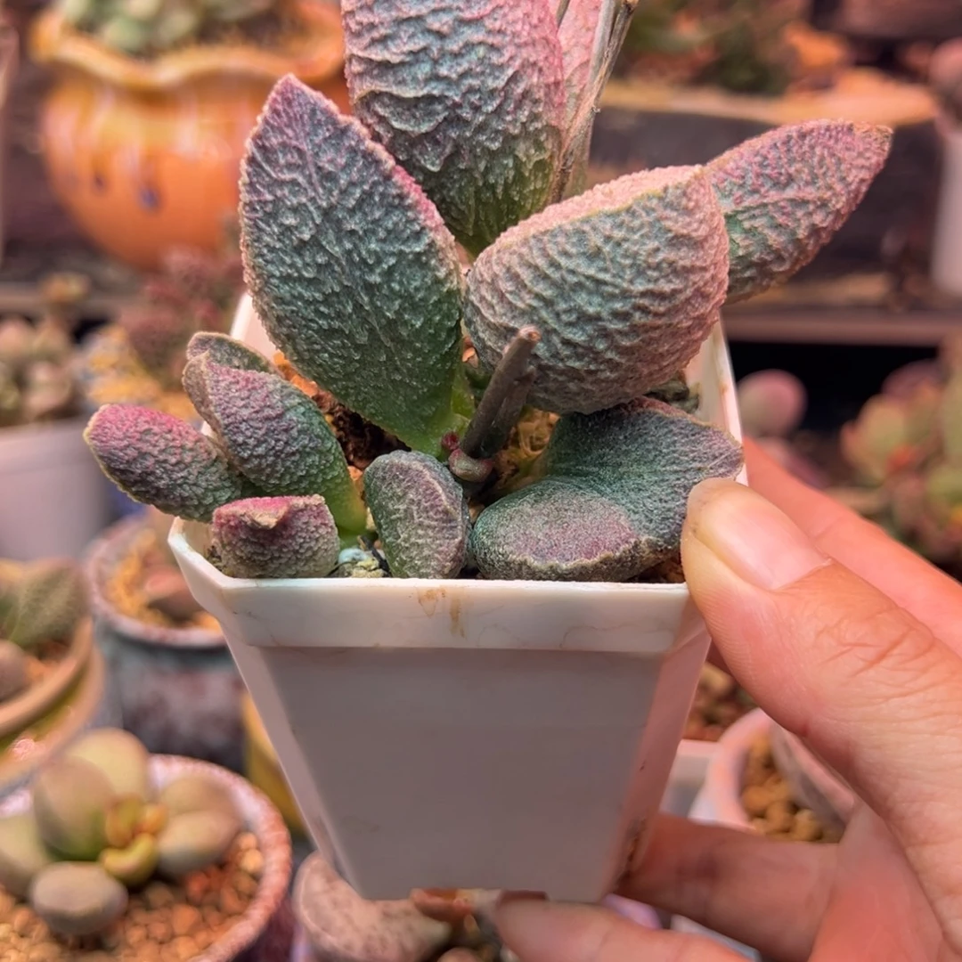 一物一拍，感谢支持