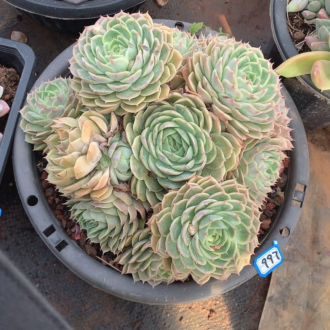 997昂斯诺 一物一拍多肉